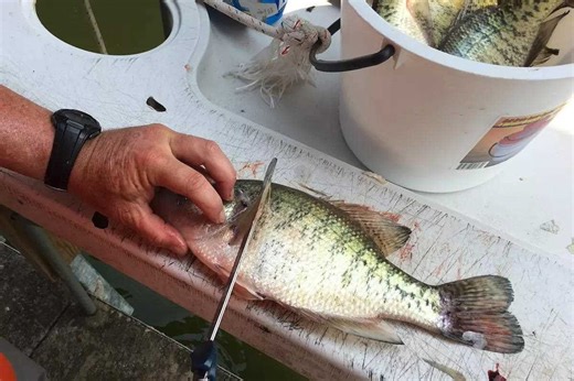 Crappie Fillets: How to Fry 'Em Up Crisp and Clean - Game & Fish