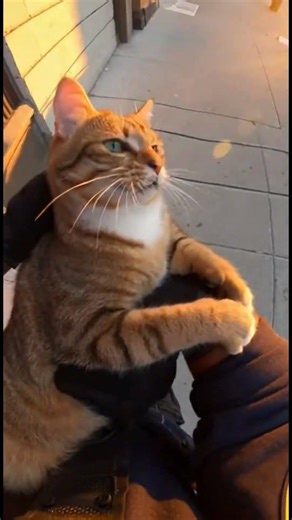 This Cop Saved a Cat Falling From the 10th Floor 😱