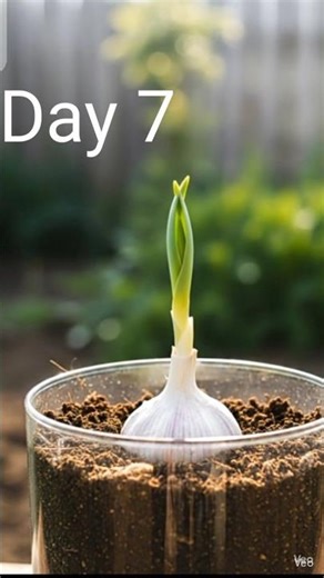 “Garlic Growing Time-Lapse 🌱 | From Clove to Green Leaves”Ai video.
