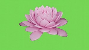lotus flower background and 3d animation, nature flowers, lotus, green screen