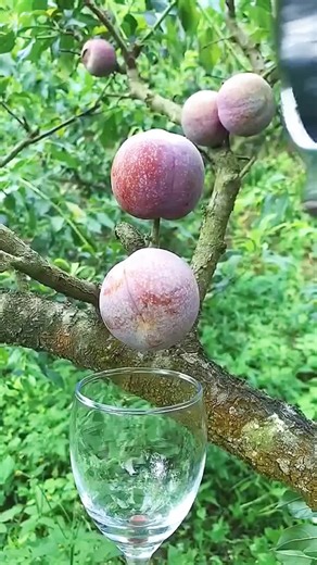 Relaxing ASMR with Fruits: A Satisfying Experience