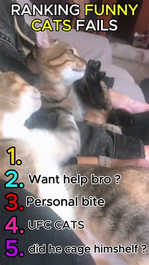 Top 5 Cat Fails That Went Horribly Wrong 😹 #4 Is Brutal