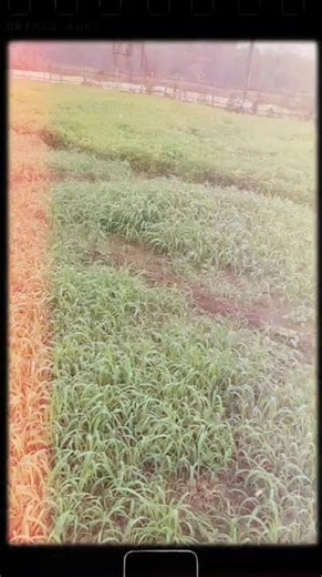 The Ultimate Green Fodder Guide for Livestock !!