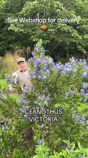 CEANOTHUS VICTORIA - Hardy Evergreen Shrub for Your Garden | Pergola Nurseries