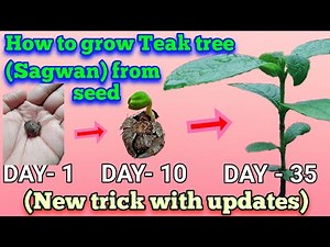 How to grow teak tree from seed | Sagwan tree farming,teak tree,teak tree farming,sagwan tree,sagwan
