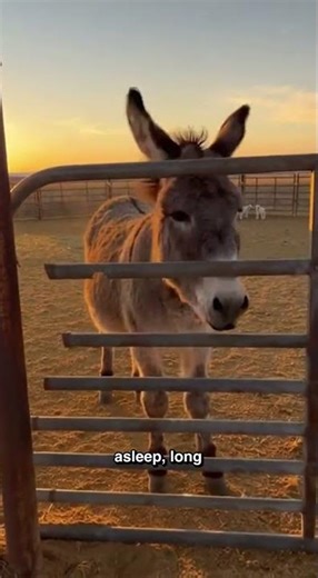 Coyotes Hit the Wrong Gate