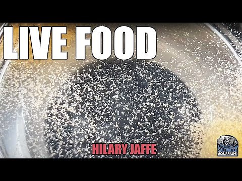 LIVE FOOD - What To Feed Your Aquarium - Hilary Jaffe