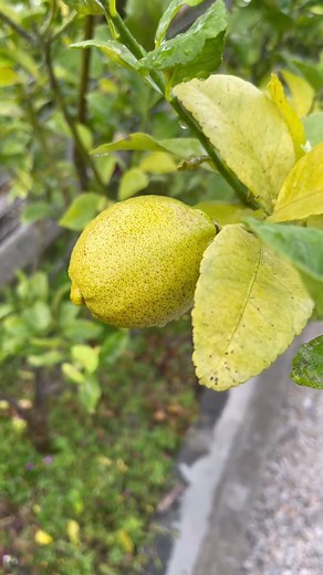 レモンの実がついに成った！家庭で育てる果実の喜び🍋 #shorts