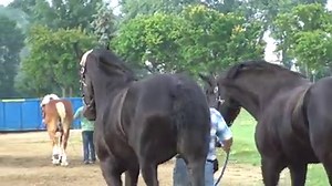 433K views · 10K reactions | Here is a 2018 clip of Dean with Sadie and Unique. We miss Unique so much, and we won't ever forget her. Though it's painful to see her photos and clips, it's important to keep her sweet memory alive. Heaven certainly has some of the best Percheron Angels. Meet us at the Gate, beloved friend. | Blue Ribbon Days Percherons | Facebook