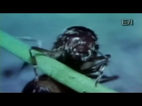 Beakman's World [1992] S2 E13 | Ants, Beakmania & Collisions