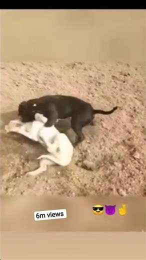 pittbull vs germen shepherd vs #dasi #viral #shorts