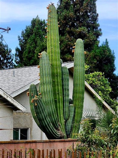 Rare XL Mexican Giant Cardon Cactus (pachycereus Pringlei) - Etsy