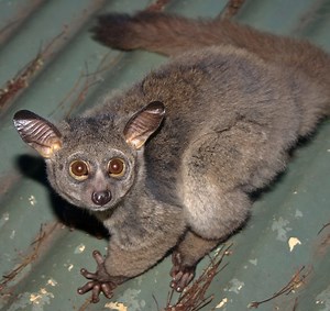 African Bush Babies - Fantastic Wildlife