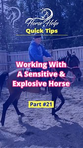 Quick Tips On Working With A Sensitive & Explosive Horse! Part 21 Want To Learn More? Visit The Link In My Bio! #horsetraining #horse #trainer #horsetrainer #trainingvideos #traininghorses #horses #horsehelp | Horse Help With Michael Gascon