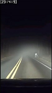 Car Dashcam Captures a Terrifying Creature on the Road 😱