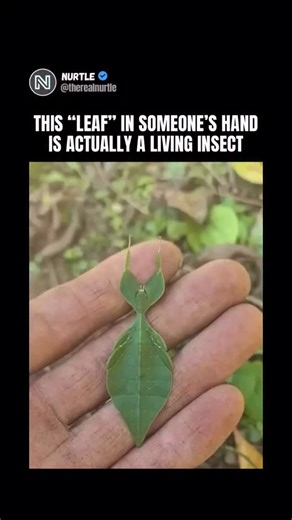 Nurtle on Instagram: "What looks like a fresh green leaf in someone’s hand is a giant Malaysian leaf insect, one of the most advanced examples of natural camouflage in the animal world. These insects don’t just resemble leaves in shape and color. Their bodies copy leaf veins, bite marks, and uneven edges, making them nearly invisible when resting on plants. Even their slow, swaying movements mimic how real leaves move in the wind. This camouflage isn’t learned. It’s the result of millions of yea