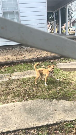 lol crazy dog chasing his tail