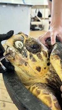 See How Much Buildup This Sea Turtle Had #wildliferescue #animals #turtle