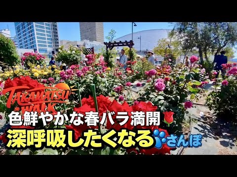 サンポート高松 ばらまつり2026 初夏のローズガーデン散歩Sunport Takamatsu Rose Festival 2026 | Early Summer Rose Garden Walk