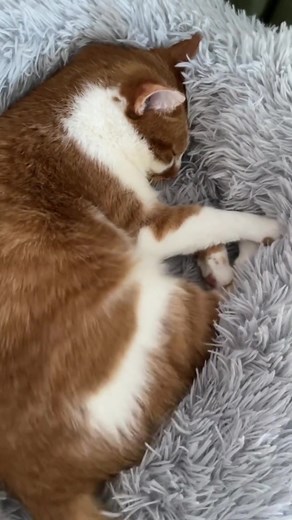 his tail is a paid actor #catsoftiktok #beautynthebean #christmas #xmas