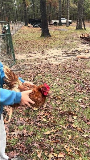 This is how to make a chicken do a backflip😂 #funny #chicken #farmlife #woods#viral