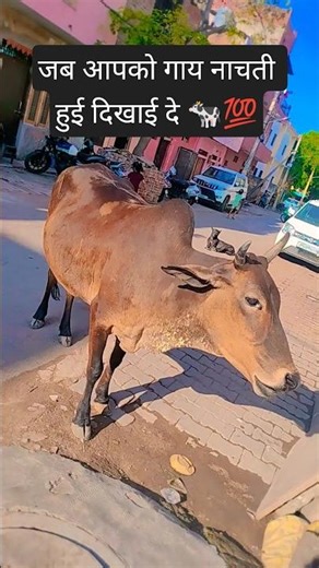 When you see a cow dancing 💯🐄🙏 #viral #anirudhacharya #cow #maa #bhajan #katha #maharaj