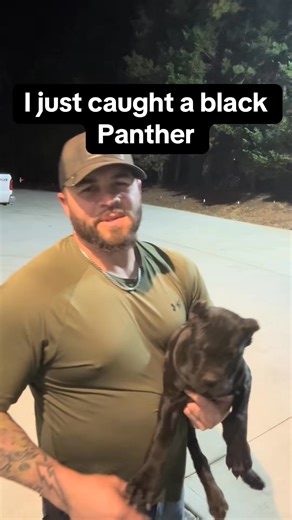 33K views · 462 reactions | I need advice on how to raise a panther #panther #blackpanther #walk #pet | Upcharge101 | Facebook