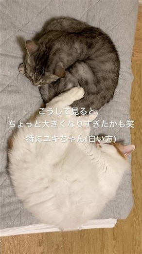 改めて見ると、ちょっと大きくなりすぎた？猫