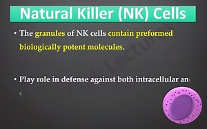 免疫学--NK细胞
