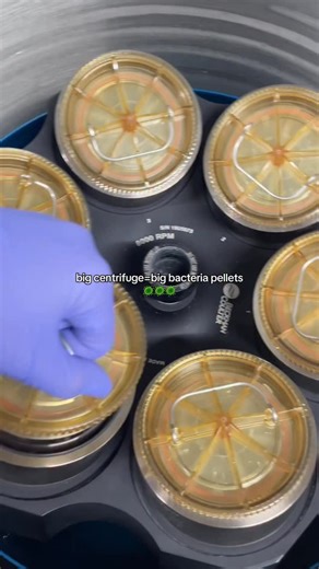 Maddy | PhD Chemistry Candidate 👩‍🔬 on Instagram: "My protein was hidden in this big pellet! During my protein purification I use 6 L cultures and spin down the bacteria to collect my protein out of the bacteria cells! #phd #womeninstem #lab #science #bacteria #protein #phdlife #lablife #proteinpurification #biology #chemistry #biochemistry #lablife #research #centrifuge #student #learn"