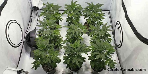 How to do a Sea of Green for Cannabis -Coco For Cannabis -SOG Tutorial