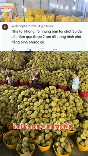 Durian prices in bulk at orchards in Binh Phuoc 💥