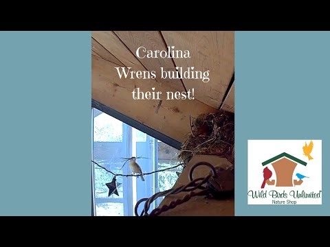 Birdcam: Wrens Building A Nest!