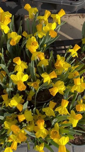 🌼 | Beautiful Yellow Spring Flowers