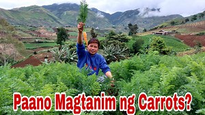 35K views · 1.4K reactions | Paano Magtanim at Magpalaki ng Potato - Complete Farmer's Guide Hello mga Idol, panoorin at tapusing manood ang ating video dahil ituturo sa atin ang step by step guide ng ating patatas farmer hero kong paano magtanim at palakihin ang mga pananim na patatas.. | Pinoy Palaboy | Facebook