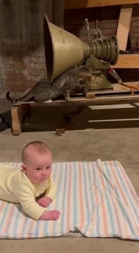 Hero Cat Spots Snake in House