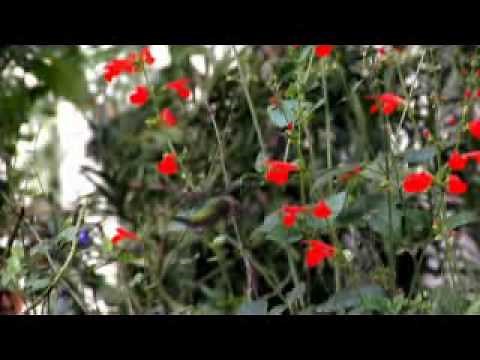 Les pollinisateurs (30 secondes)