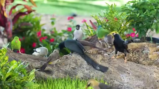 Videos for Cats to Watch on Loop – No Cat Can Resist This! - CatTV Central