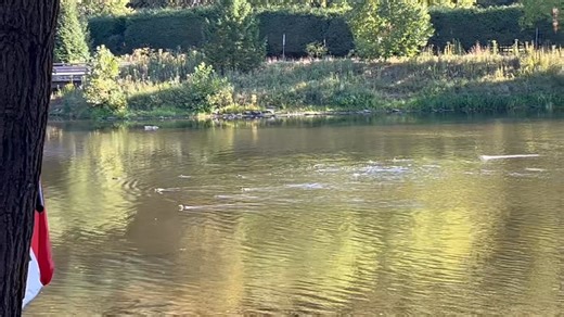 12K views · 244 reactions | Hi everyone! Happy Sunday!  yes! Another perfect day in Cook Forest! Today’s high is 79 and sunny!  Today we are offering 4 mile canoe and kayak trips and 2.5 mile river tube trips!  Current river height is 2.05’  Current River flow is 233 cfs  Current min age is 5 years old “Your adventure starts with us!” www.cookforestcanoes.com | Cook Forest Canoe Rental | Facebook