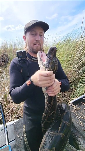 WRESTLING GIANT PYTHON!