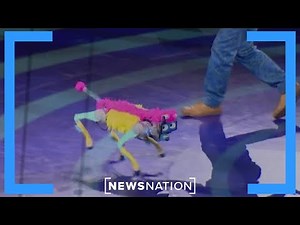 Ringling circus returns: This time, without animals | Morning in America