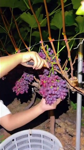 Relaxing Night Grape Harvest | Peaceful Vineyard ASMR 🍇🍃#FruitHarvest