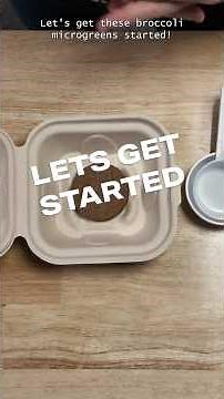 How to Start a Broccoli Microgreens Grow Kit — Coco Coir Puck Expands in Seconds!