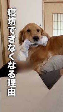 犬のモーニングコールが恐怖すぎてヤバイ...【ゴールデンレトリバー・ボーダーコリー】