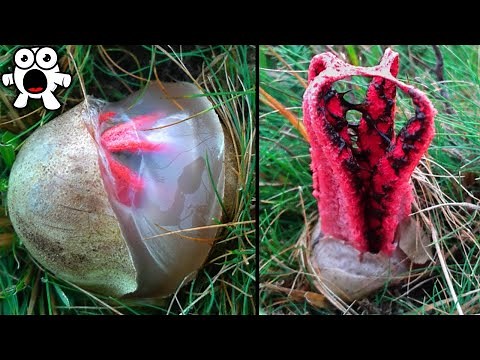 Cosas De Apariencia Alienígena Que Existen En La Vida Real