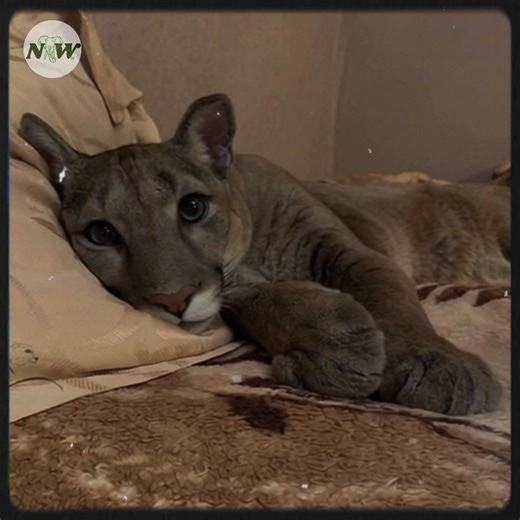 2.6K views · 161 reactions | A Heartwarming Tale of Love: Messi the Puma and His Human Family—[Full story in cᴑmments] | Adorable Things | Facebook