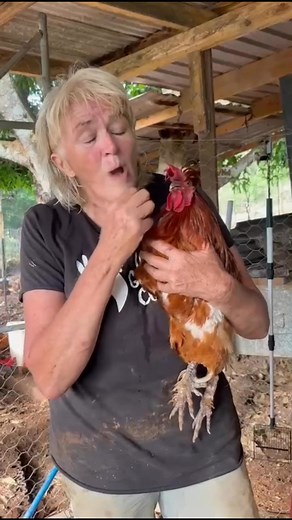 Our Hearts are breaking 💔Donald has been the protector of our chook village for around 6 years. Canker has beaten him. He’s told us clearly he’s ready to go now. Goodbye old friend. Tonight he’s coming home with me for cuddles and tomorrow we let him rest in peace. To Note. Comments like “let him live” “treat him” you can tell by his feet he’s not cared for” tell us you read a headline and not try to understand the whole story without asking a single question, you judge. FYI To answer questions