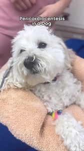 Pericardiocentesis is a crucial procedure that can save a dog’s life when they have fluid buildup around the heart, known as pericardial effusion. This fluid puts pressure on the heart, making it hard to pump blood properly, which can cause your dog to feel weak, struggle to breathe, or even collapse. During the procedure, a vet carefully drains the fluid with a needle, helping the heart function normally again. It’s a delicate process often done in emergencies. If your dog ever shows signs of w