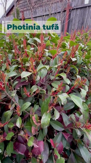 Photinia care transformă grădina în fiecare sezon 🤍