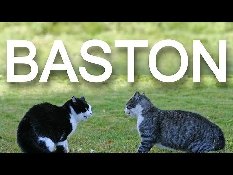 BASTON 2